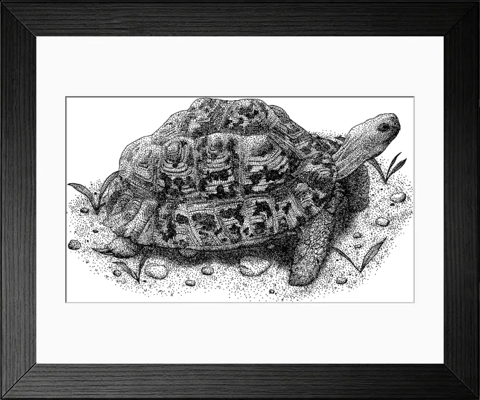 Framed Print : Leopard Tortoise Framed Print : Leopard Tortoise