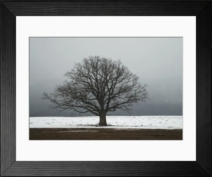 Framed Print : Oak tree in a field in winter