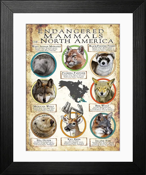 Framed Print : Endangered Mammals of North America Framed Print : Endangered Mammals of North America