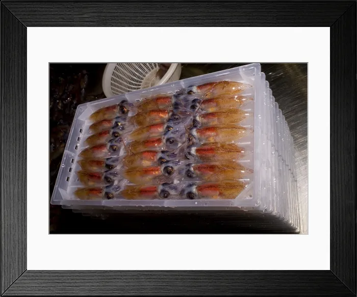 Framed Print : Firefly Squid processing Framed Print : Firefly Squid processing