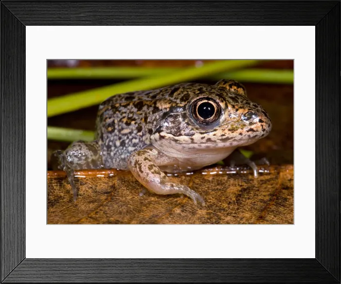 Framed Print : Gopher Frog Framed Print : Gopher Frog