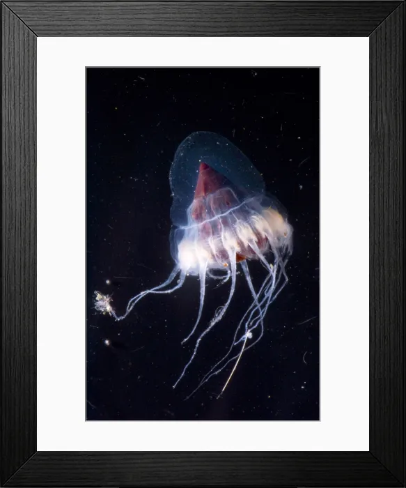 Framed Print : Mesopelagic Jellyfish Framed Print : Mesopelagic Jellyfish