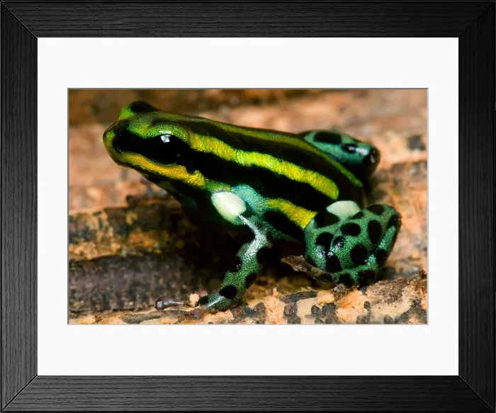 Framed Print : Pasco Poison Frog Framed Print : Pasco Poison Frog