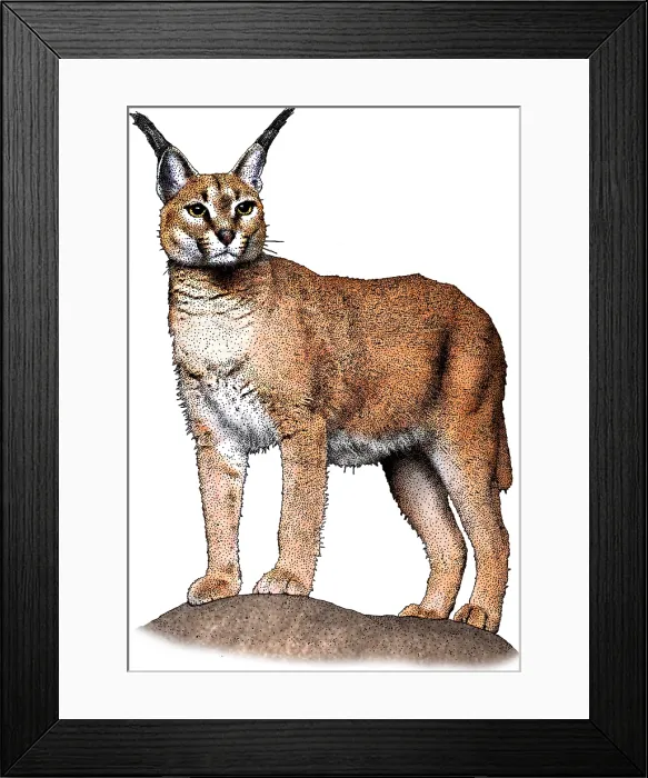 Framed Print : Caracal. Illustration of a Caracal (Caracal caracal) Framed Print : Caracal. Illustration of a Caracal (Caracal caracal)