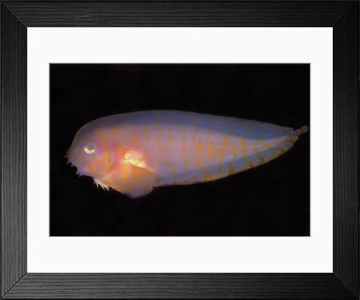 Framed Print : Tiger-Banded Snailfish