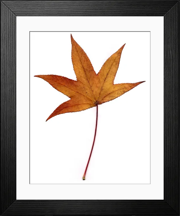 Framed Print : Sweetgum Leaf Framed Print : Sweetgum Leaf