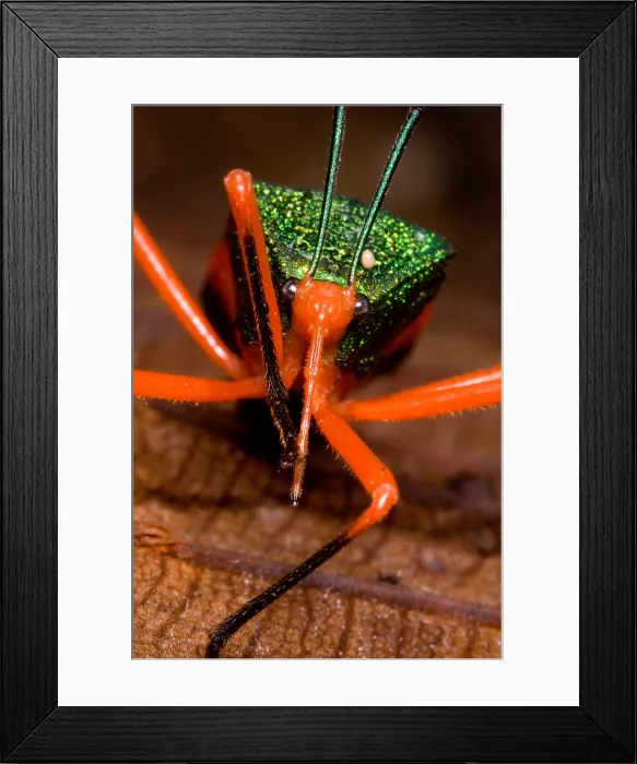 Framed Print : Passion Vine Bug Framed Print : Passion Vine Bug