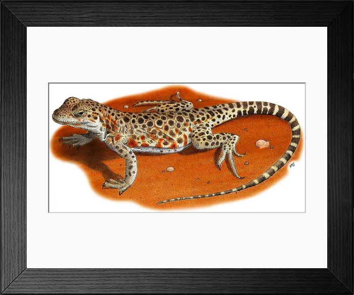 Framed Print : Long-Nosed Leopard Lizard Framed Print : Long-Nosed Leopard Lizard