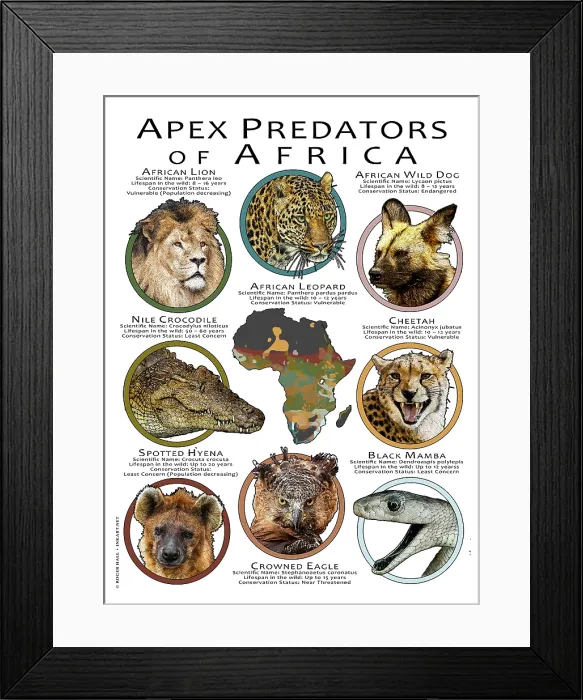 Framed Print : Apex Predators of Africa Framed Print : Apex Predators of Africa