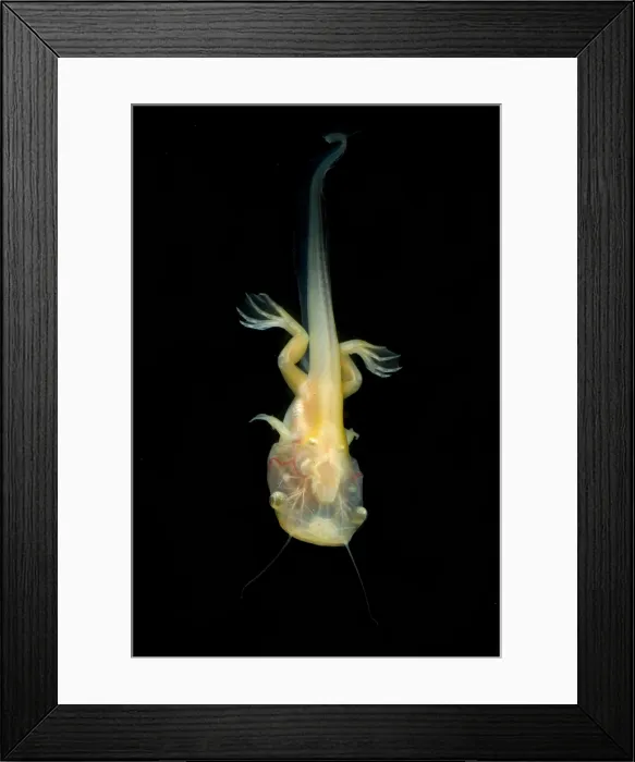 Framed Print : African Clawed Frog tadpole Framed Print : African Clawed Frog tadpole