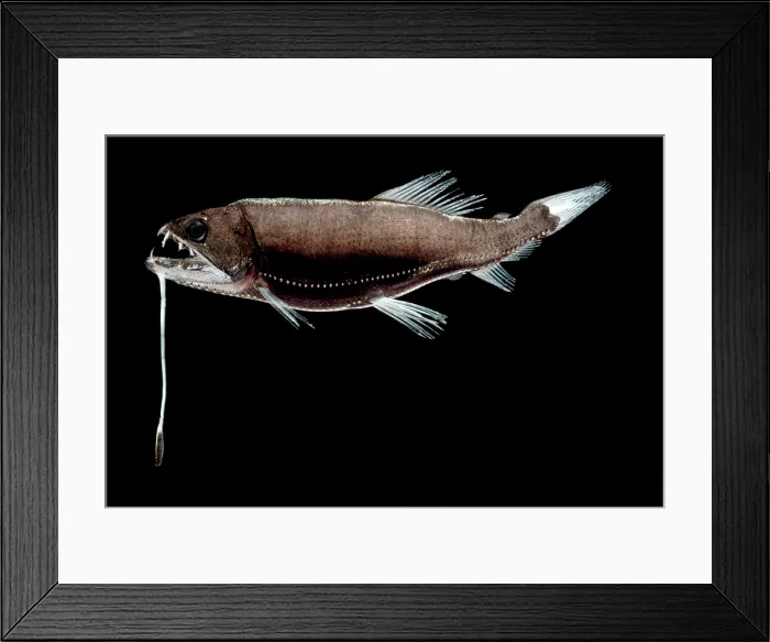 Framed Print : Dragonfish Framed Print : Dragonfish