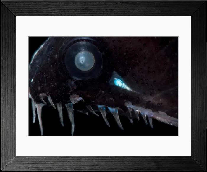 Framed Print : Threadfin Dragonfish (Echiostoma barbatum) Framed Print : Threadfin Dragonfish (Echiostoma barbatum)