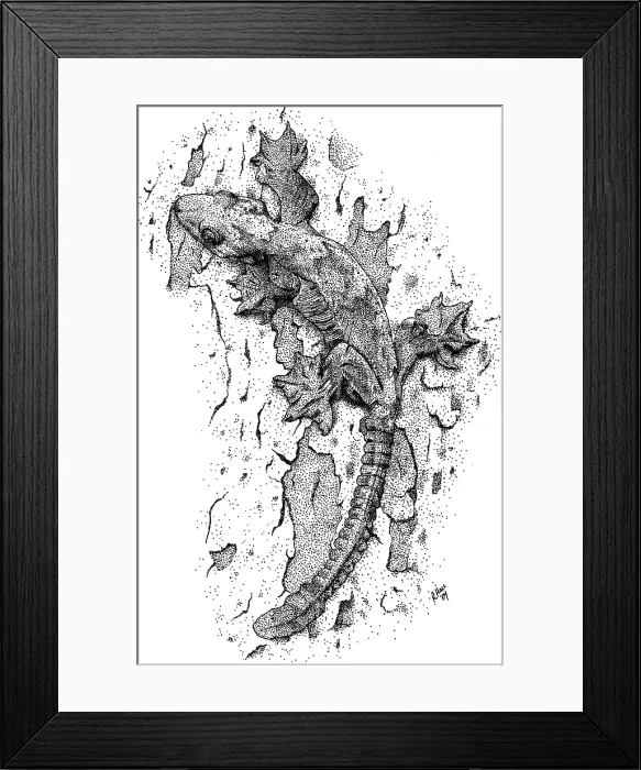 Framed Print : Flying Gecko Framed Print : Flying Gecko