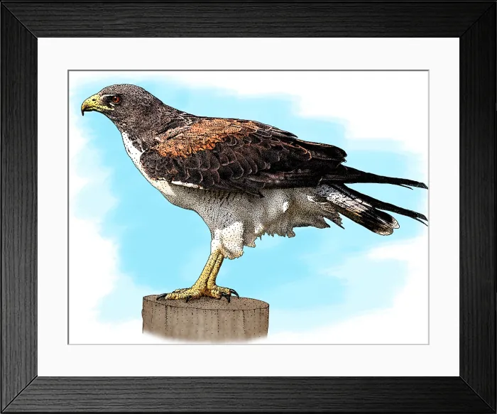 Framed Print : White Tailed Hawk Framed Print : White Tailed Hawk