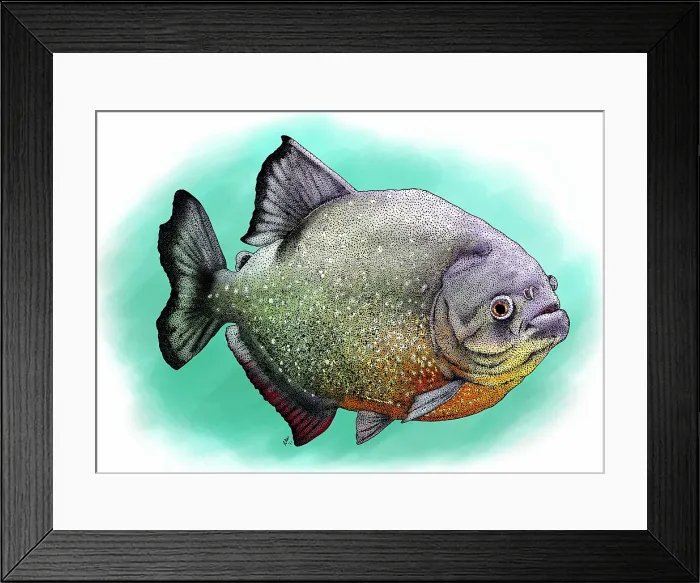 Framed Print : Red breasted piranha Framed Print : Red breasted piranha