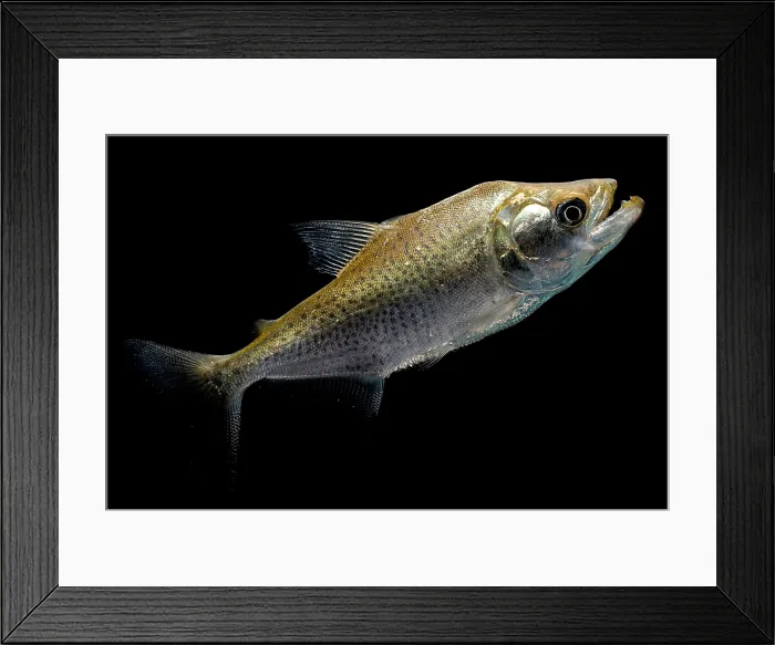 Framed Print : Elongate Piranha
