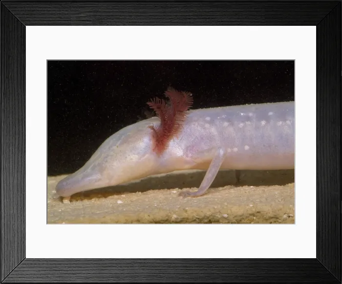 Framed Print : Texas Blind Salmander