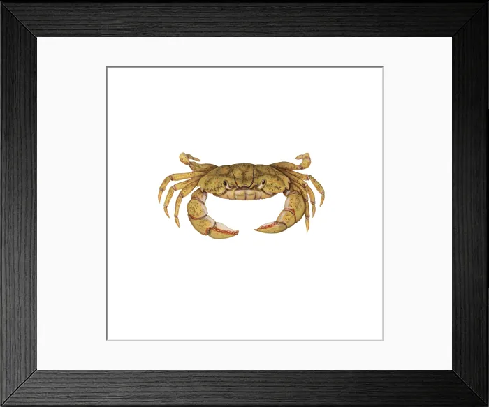 Framed Print : Shore Crab Framed Print : Shore Crab