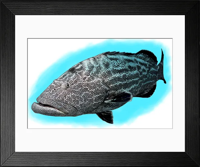 Framed Print : Black grouper Framed Print : Black grouper