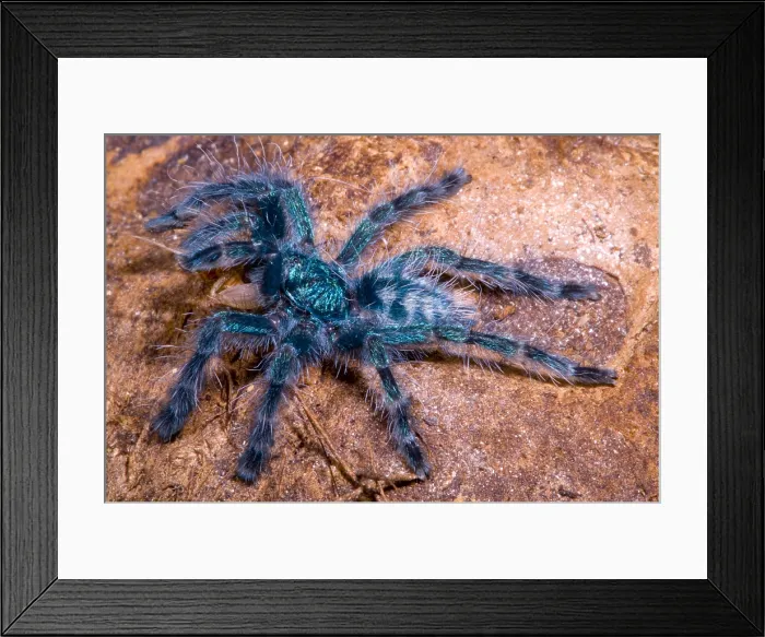 Framed Print : Antilles Pinktoe Tarantula