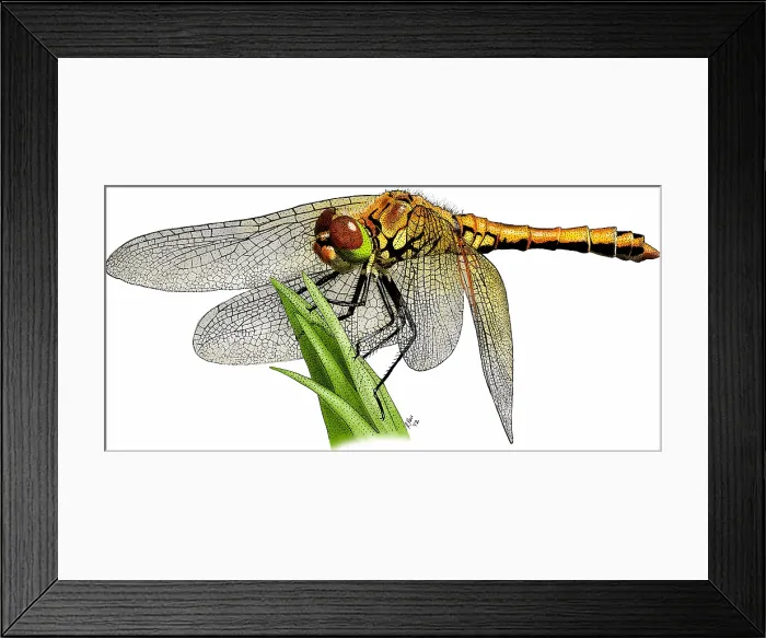 Framed Print : Western meadowhawk dragonfly Framed Print : Western meadowhawk dragonfly