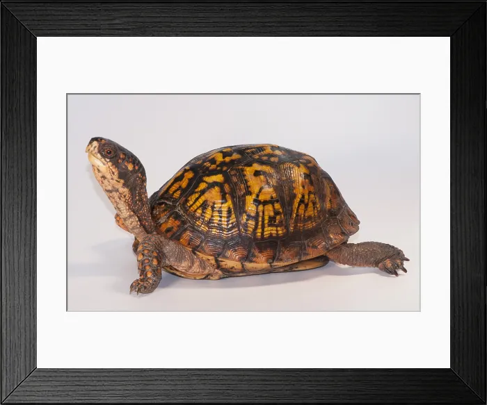 Framed Print : Eastern Box Turtle, Terrapene carolina carolina Framed Print : Eastern Box Turtle, Terrapene carolina carolina