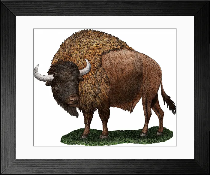 Framed Print : Ancient Bison Framed Print : Ancient Bison