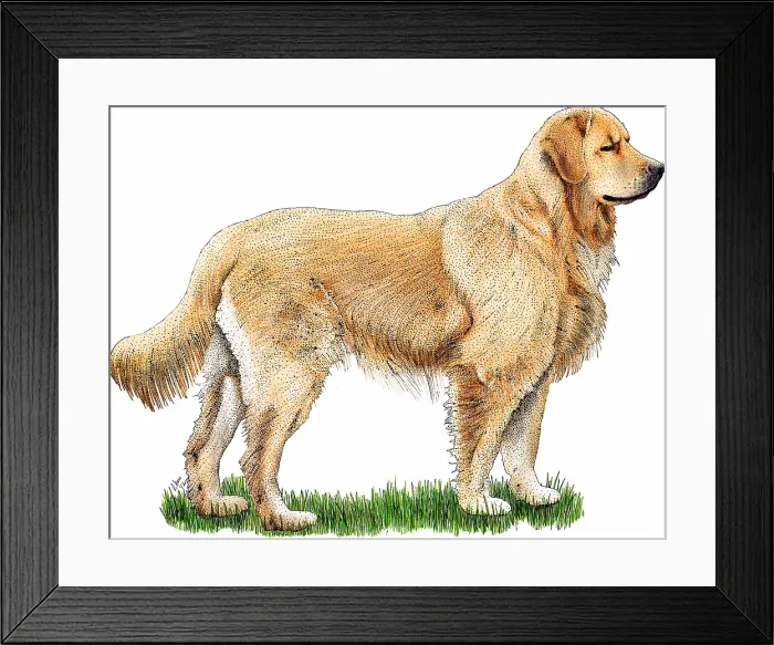 Framed Print : Golden retriever