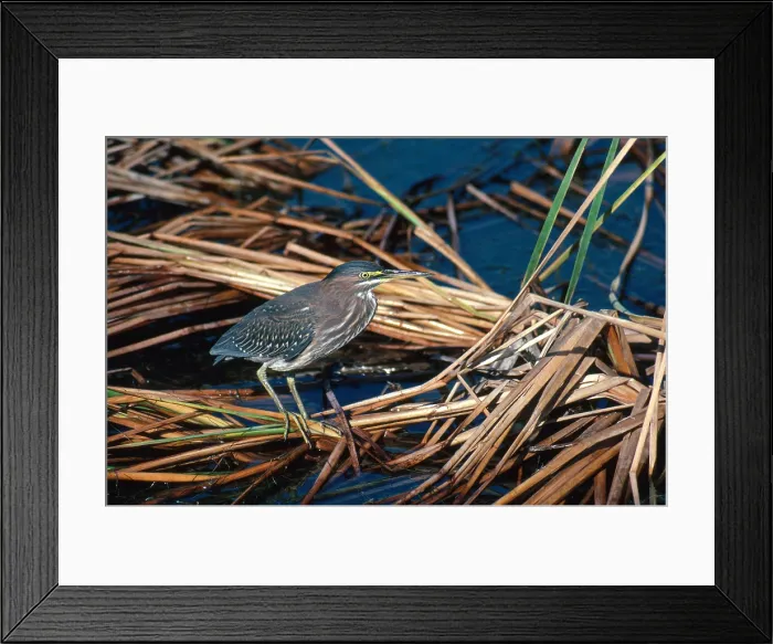 Framed Print : Green Heron Framed Print : Green Heron