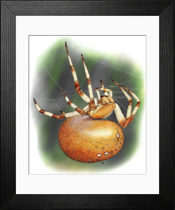 Framed Print : Orb-Weaver Spider Framed Print : Orb-Weaver Spider