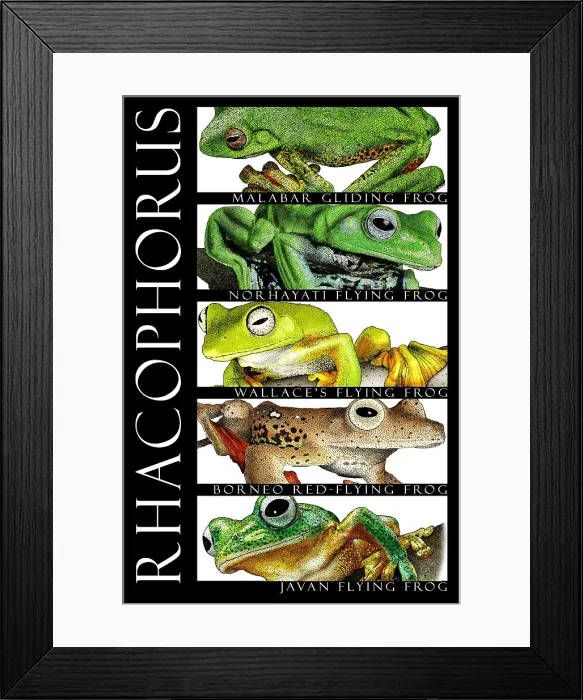 Framed Print : Frogs, Poster Framed Print : Frogs, Poster