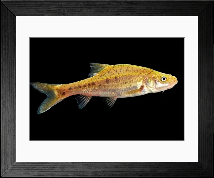 Framed Print : Many-spotted Golden Line Barbel (Sinocyclecheilus multipunctatus)