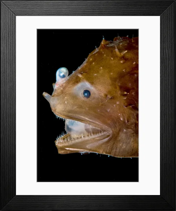 Framed Print : Short Lure Netdevil (Photocorynus spiniceps) Framed Print : Short Lure Netdevil (Photocorynus spiniceps)