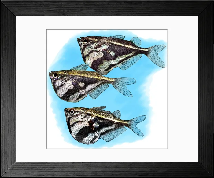 Framed Print : Marbled Hatchetfish Framed Print : Marbled Hatchetfish