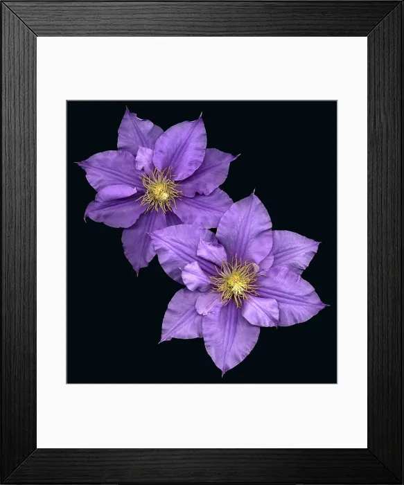 Framed Print : Clematis flowers