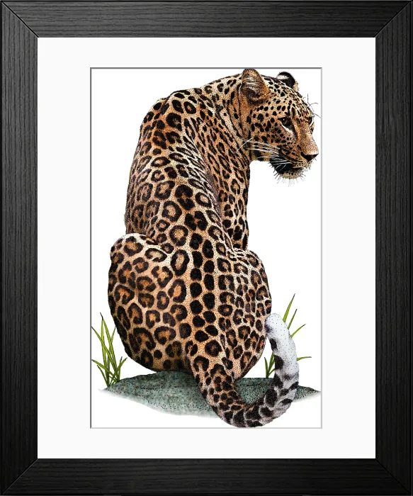 Framed Print : Persian Leopard, Illustration Framed Print : Persian Leopard, Illustration