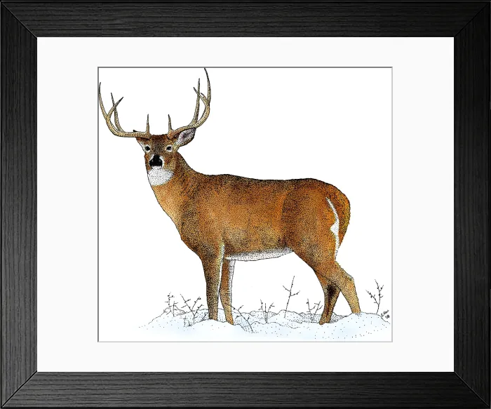 Framed Print : White-tailed Deer, Illustration Framed Print : White-tailed Deer, Illustration