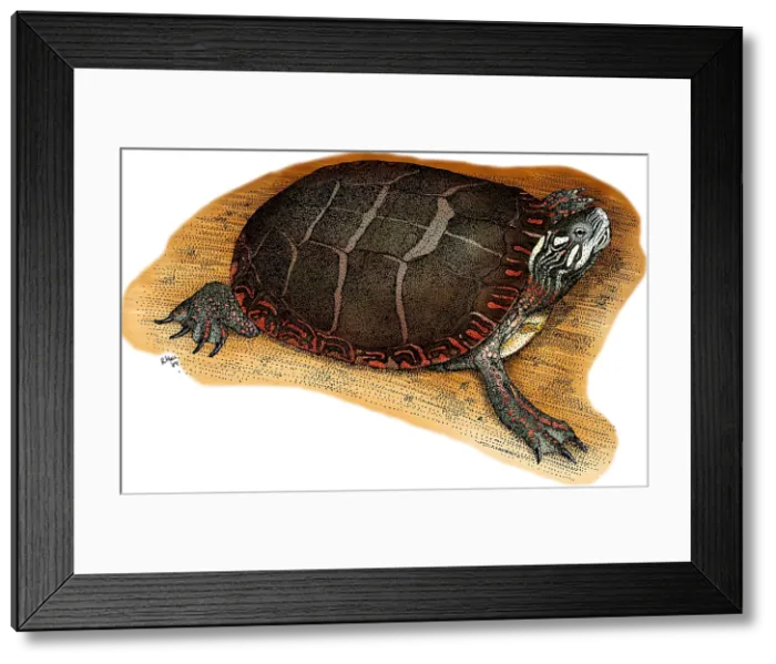 Framed Print : Eastern Painted Turtle Framed Print : Eastern Painted Turtle