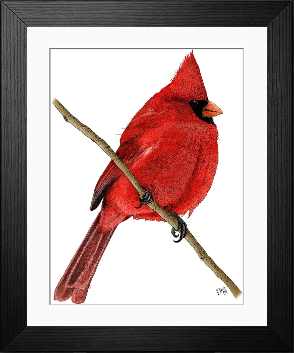Framed Print : Northern Cardinal Framed Print : Northern Cardinal