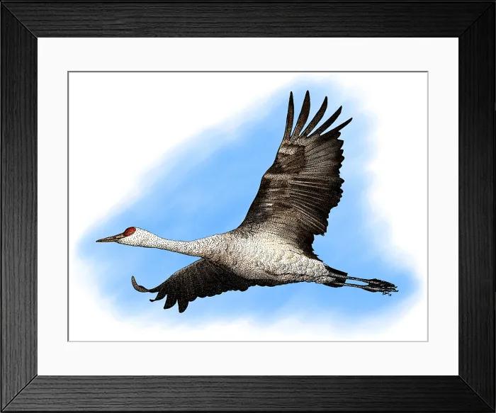 Framed Print : Sandhill Crane Framed Print : Sandhill Crane