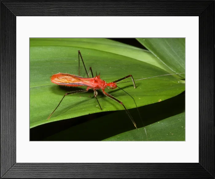 Framed Print : Assassin Bug