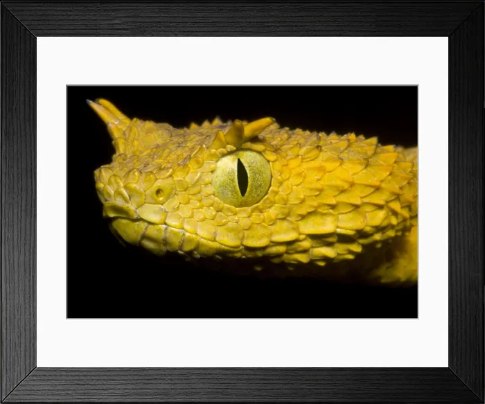 Framed Print : Usambara Eyelash Bush Viper