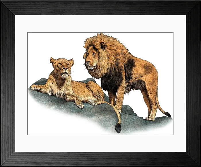 Framed Print : African Lions Framed Print : African Lions