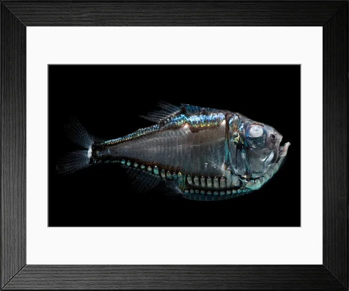 Framed Print : Giant Hatchetfish