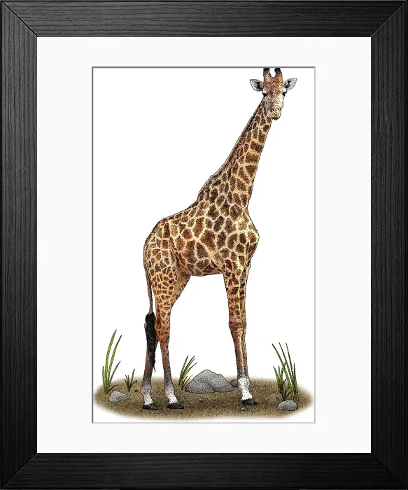 Framed Print : Southern Giraffe