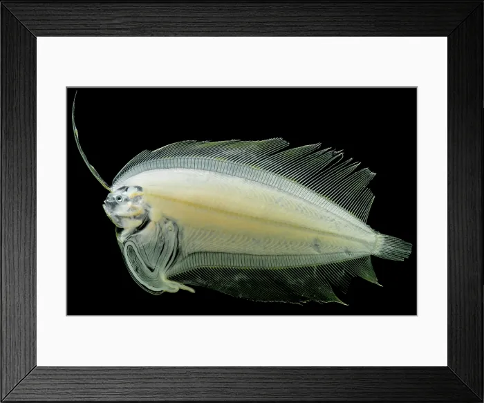 Framed Print : Flounder Larva