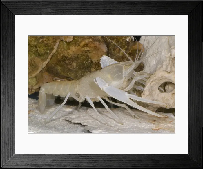 Framed Print : Florida Cave Crayfish Framed Print : Florida Cave Crayfish