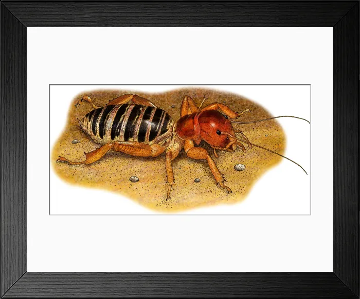 Framed Print : Jerusalem Cricket Framed Print : Jerusalem Cricket