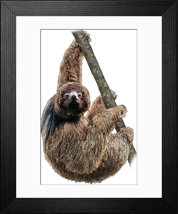 Framed Print : Maned Sloth Framed Print : Maned Sloth