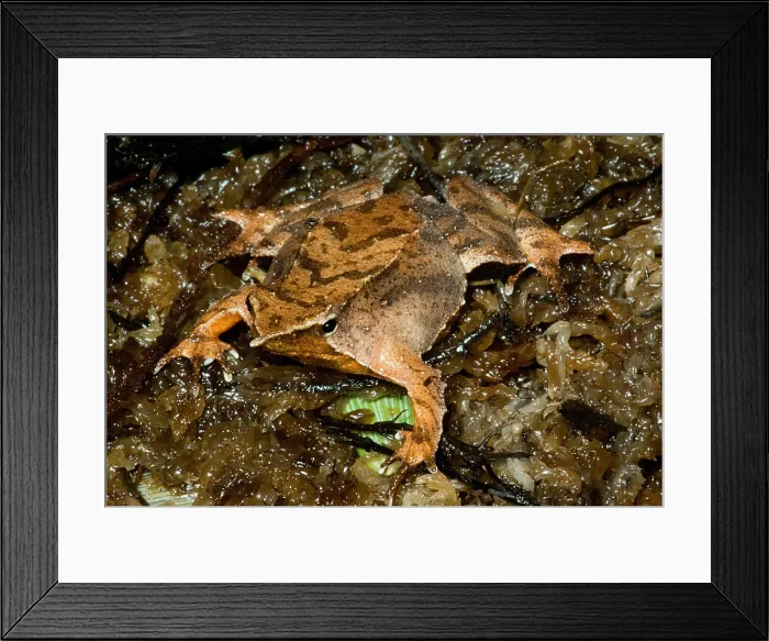 Framed Print : Darwin's Frog Framed Print : Darwin's Frog